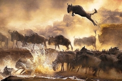4-Days-Masai-Mara-Wildebeest-safaris