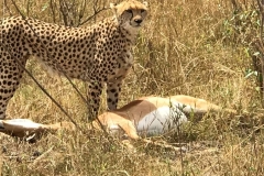 Cheetah-with-an-antelope-catch-Kenya-safari