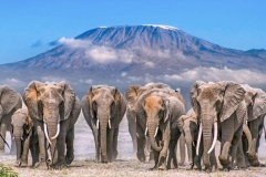 robert-safaris-adventure-safaris-from-galu-beach-diani-mombasa-kenya-safaris-prices