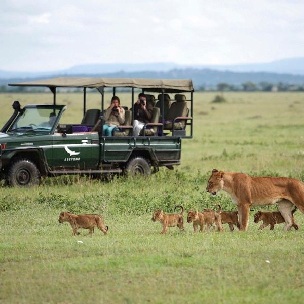 Africa-Tanzania-Grumeti-Experience-Game-drive-branded-vehicle-with-lioness-and-cubs-2