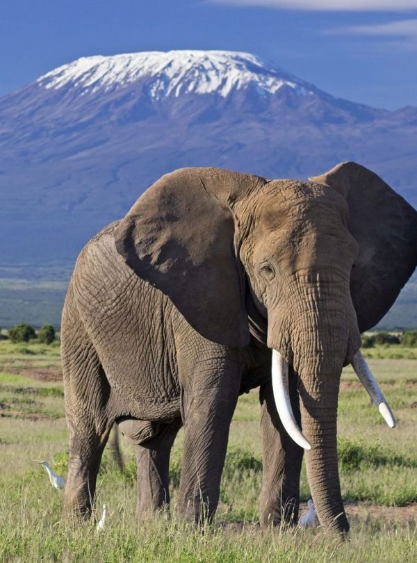 elephant-bull-front-of-kilimanjaro-amboseli