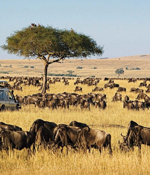 maasai-mara-1110×700