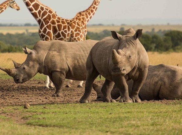 Ol-Pejeta-Rhinos-Giraffes-1