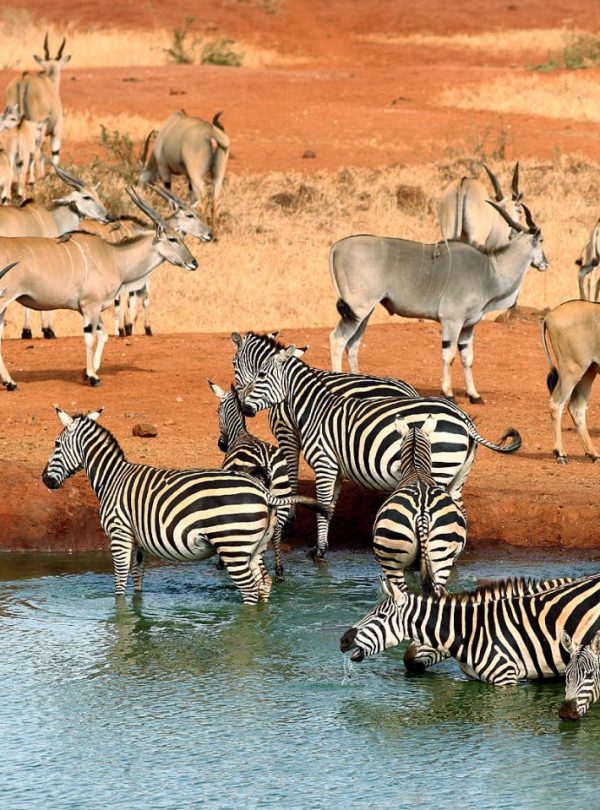 Tsavo-national-park-animals